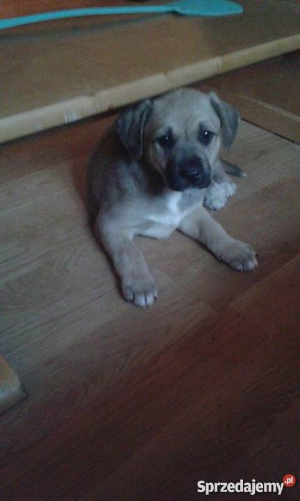 Owczarek AnatolijskiAnatolian Psy