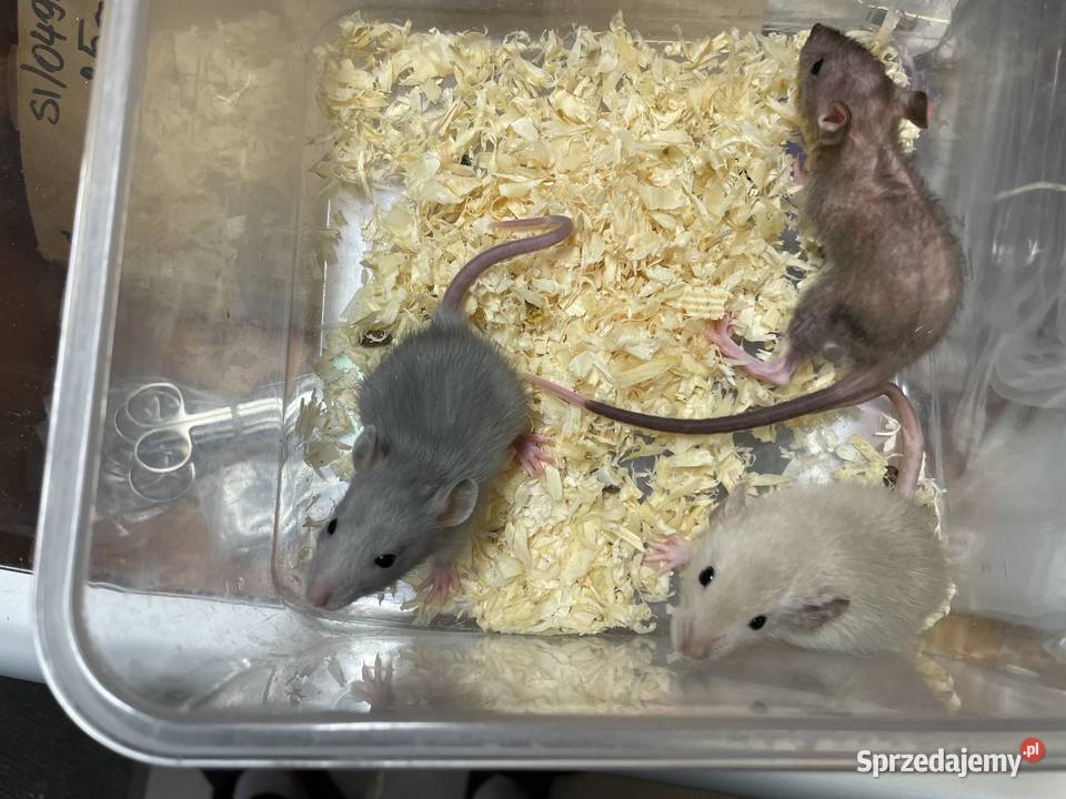 Szczury rasowe śląskie Gliwice