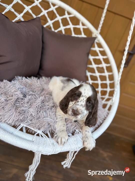 Śliczny piesek Cocker Spaniel Angielski liver Warszawa