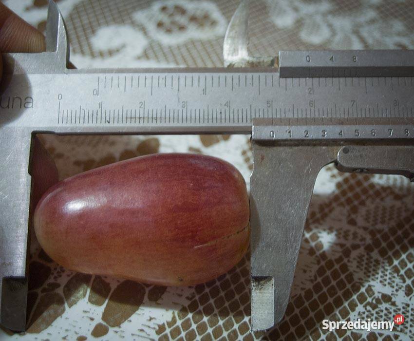 Winogron sadzonki winorośli deserowych Świdnik