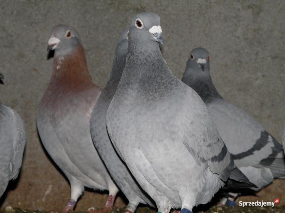 kury ozdobne Łapalice