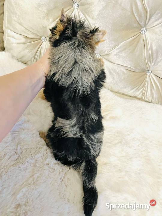 York Tomek z Bajki Marmurkowy kolorowy Cudny opolskie Namysłów