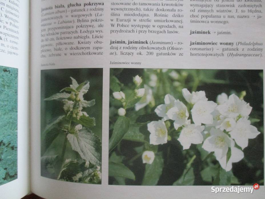 Leksykon roślin ozdobnych i użytkowych leksykon dom i ogród Poradniki, albumy i reportaże łódzkie sprzedam
