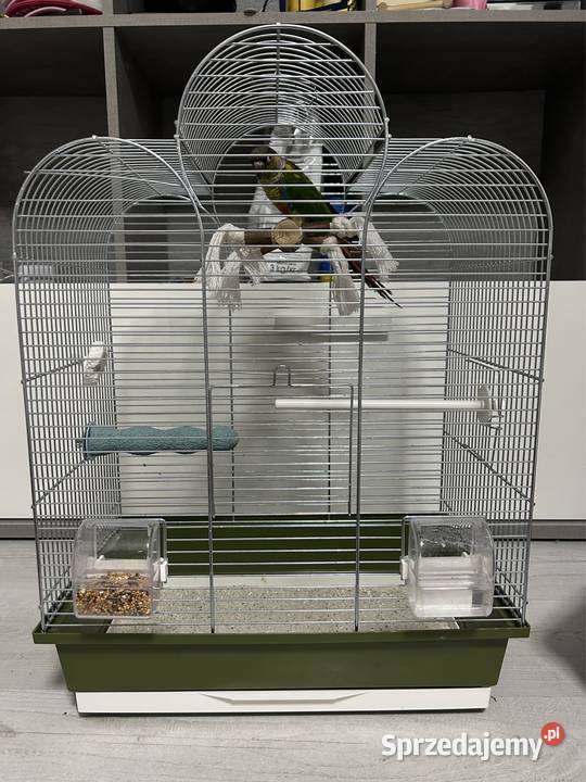 Papuga Rudosterka Zwierzęta Dobczyn