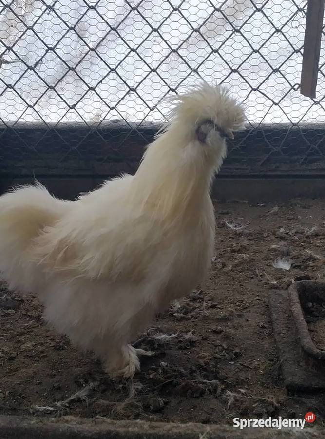 Sprzedam kury silki lubelskie Biała Podlaska sprzedam