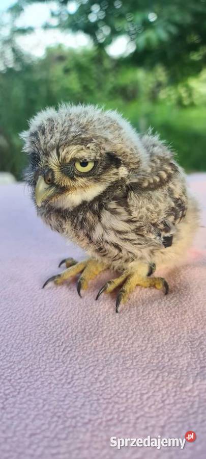 Sowy pójdźki Ptaki Nysa