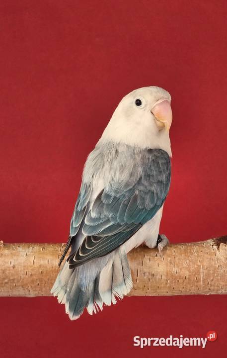 Nierozłączki fischer młode do oswojenia I małopolskie Kraków