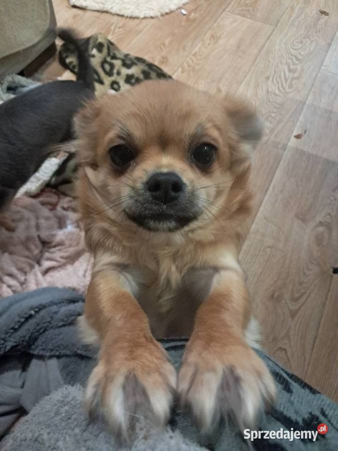 Szczeniak chihuahua Chihuahua Rybnik