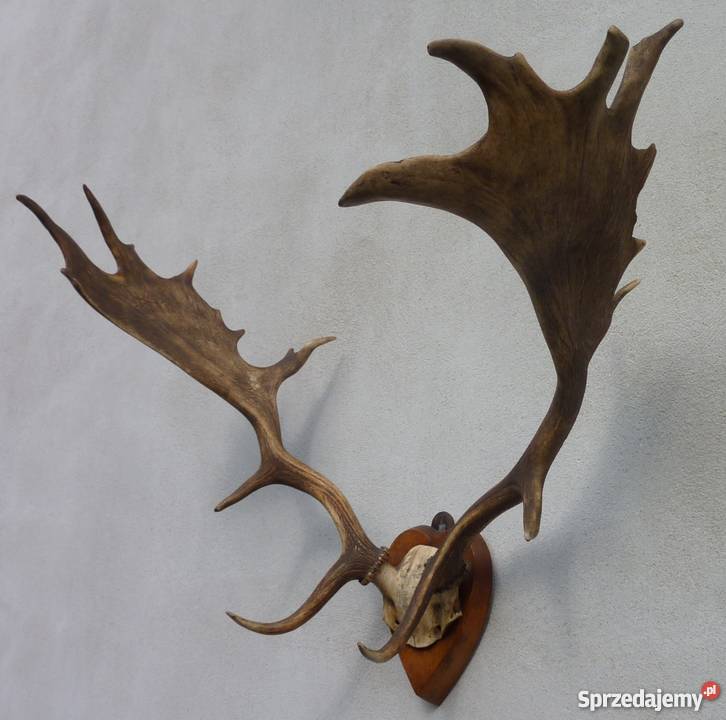 PorożeRogi JeleniaDanielabyka STAN IDEALNY Pszczyna
