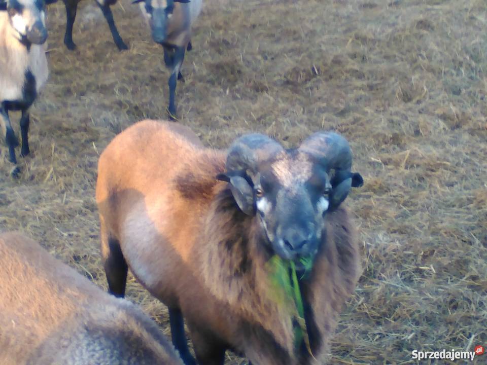 Sprzedam barana kamuruńskiego lubelskie Jusaki-Zarzeka
