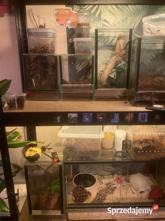 hodowla ptaszników Pozostałe Kraków