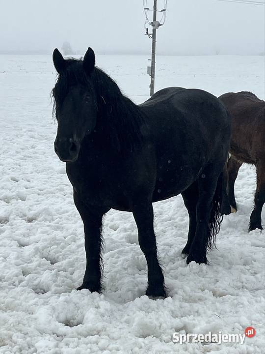 Klacz kara pomorskie Kwidzyn