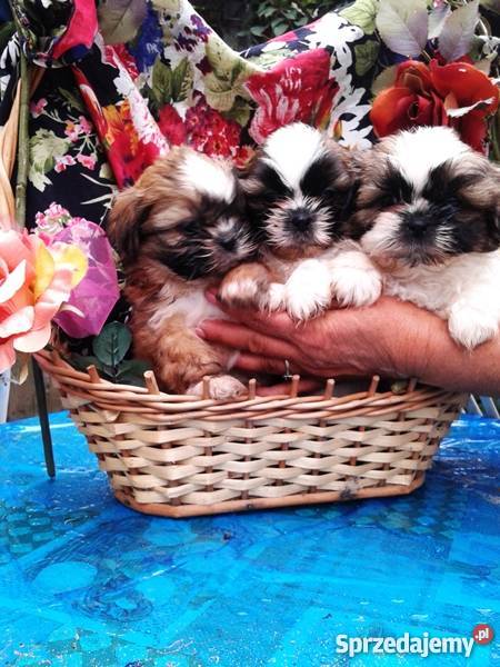 Pieski Shih Tzu maleństwa z rodowodem i chipem Gliwice