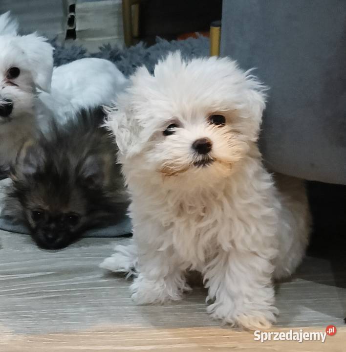 Maltańczyk Łukowa sprzedam