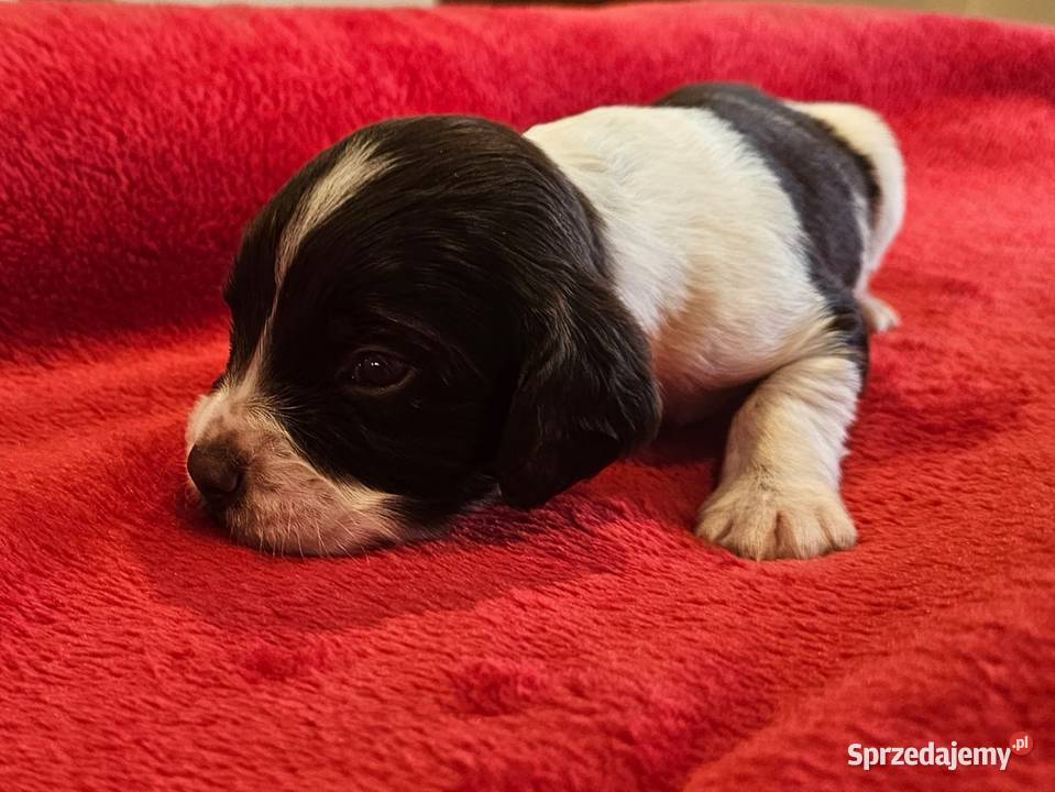 Płochacz niemiecki WACHTELHUND Piesek Tułowice