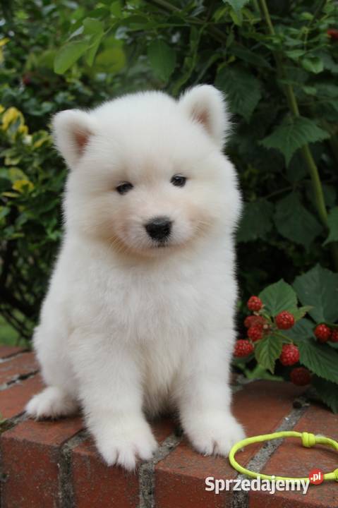 Samoyed szczenięta ZKWP FCI lubuskie Zielona Góra