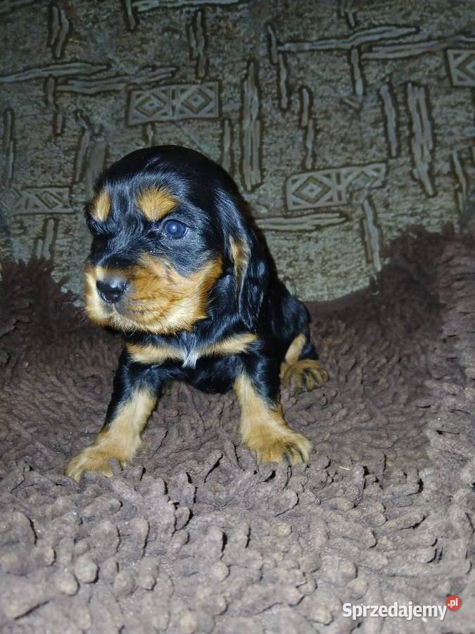 Śliczne Szczenięta Cocker Spaniel Angielski Sieradz sprzedam