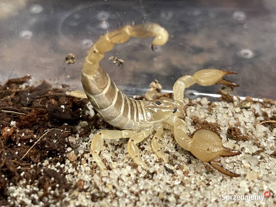 Scorpio maurus palmatus Gliwice