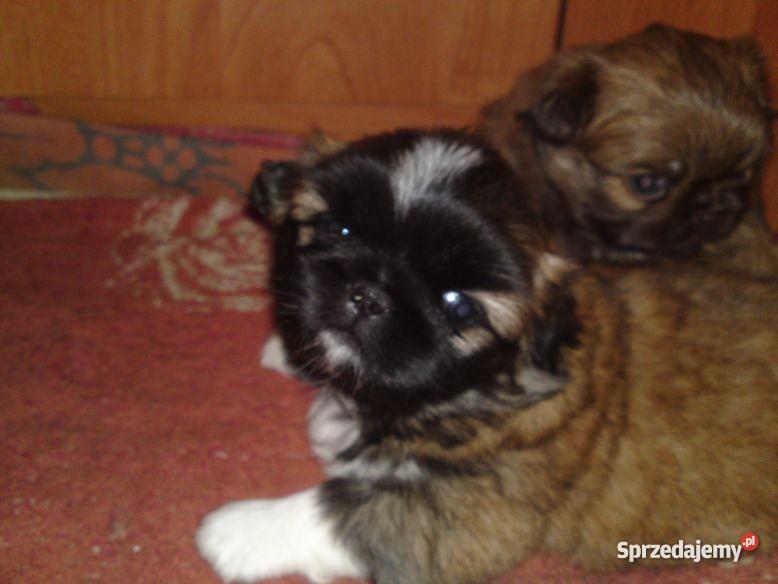 PIEKNE SZCZENIAKI PEKINCZYK MINIATURKA Lublin