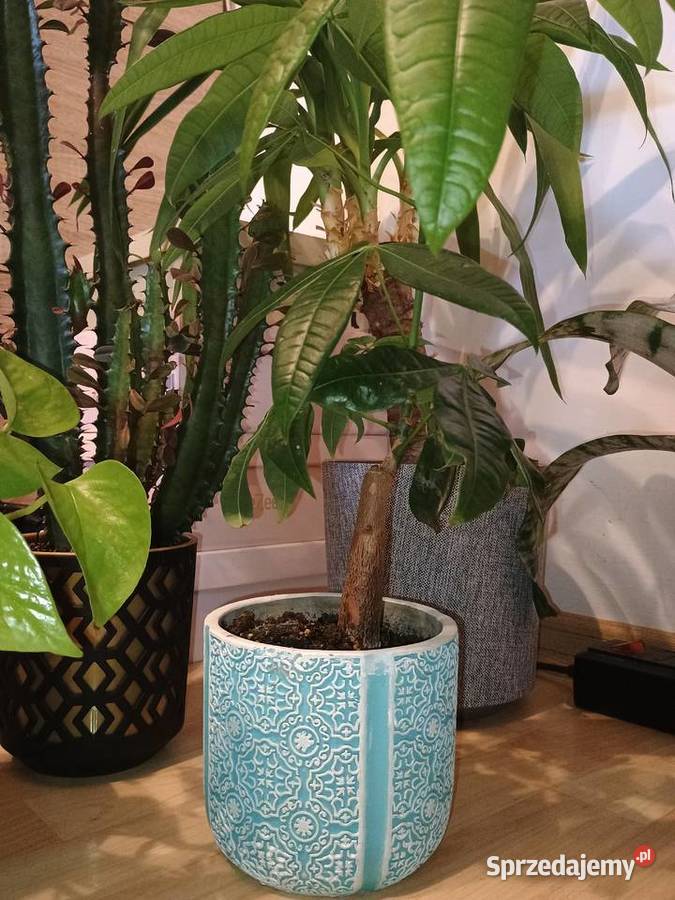 Kwiaty doniczkowe wszystko