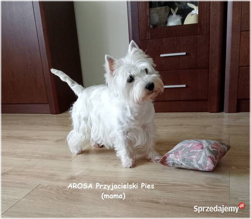 ZKwP FCI West Highland White Terrier DNA CMO0 Częstochowa sprzedam