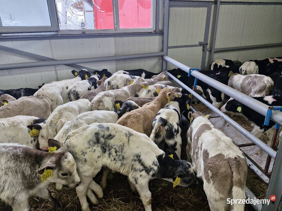 Sprzedam byczki Łążynek
