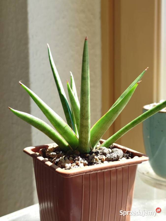 Sansevieria hybr White Medusa roślina z kolekcji mazowieckie Warszawa