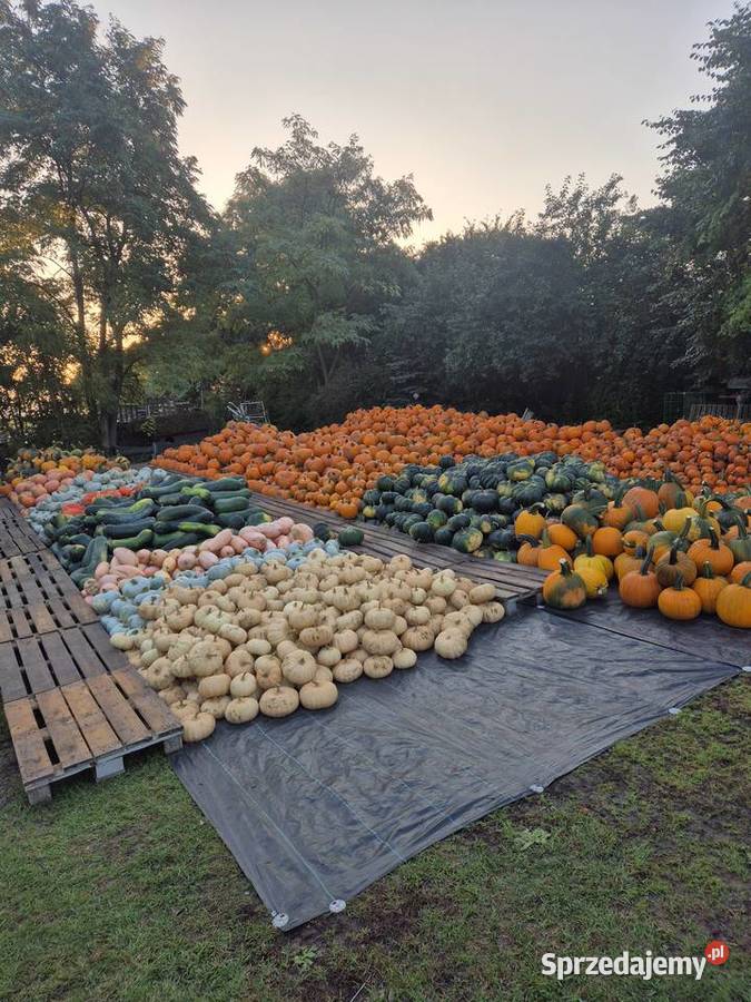 Dynia dynie Halloween Jadalne Ozdobne Duży wybór