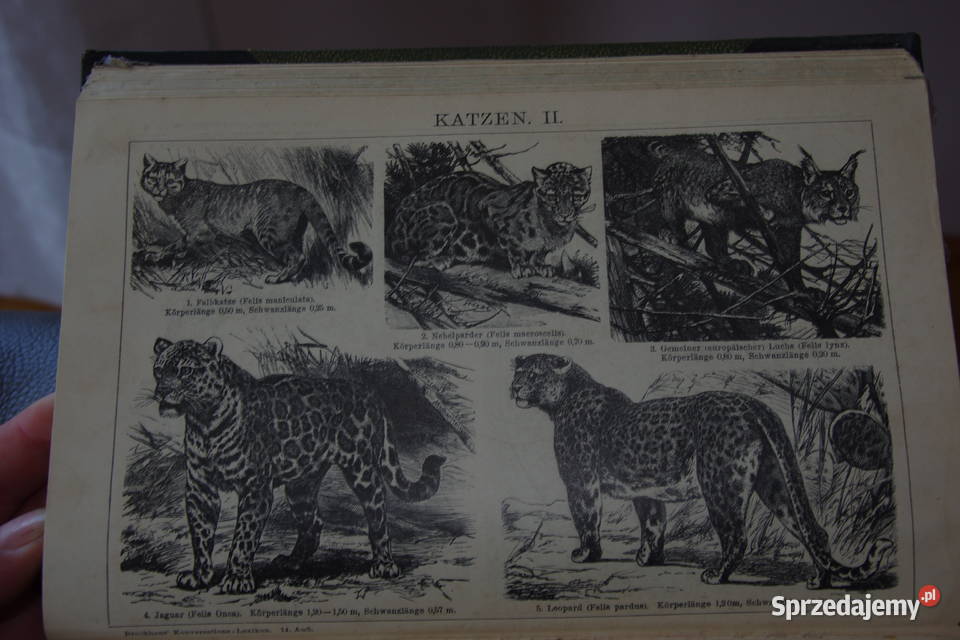 Brockchaus Konversation LEXIKON z 1908 r Bielsko-Biała