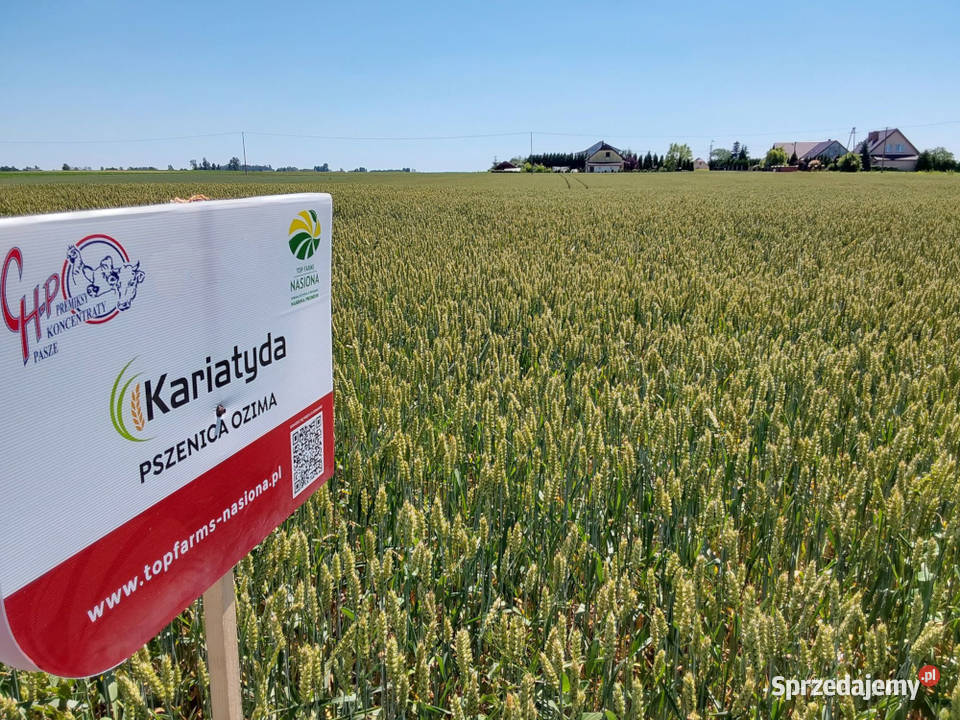 Pszenica ozima Kariatyda jakościowa A Vibrance Kępno
