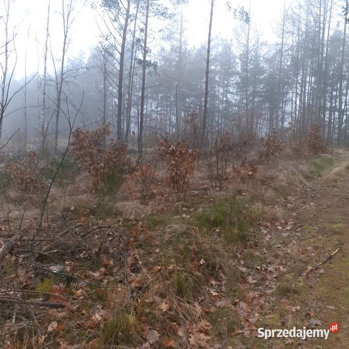 Działka leśna rekreacyjna Sprzedaż sprzedam