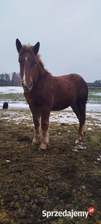 2 źrebówki 3 ogierki warmińsko-mazurskie