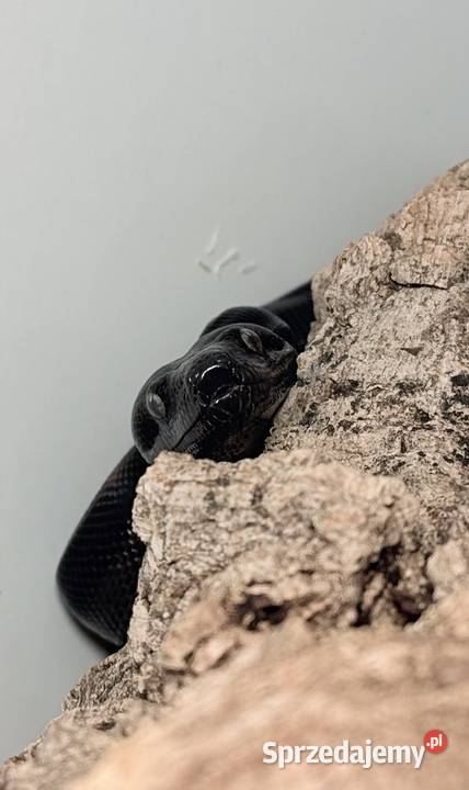 Boa Imperator Motley IMG Bydgoszcz