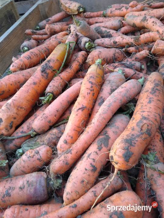 Sprzedam marchew marchewka Oleksów