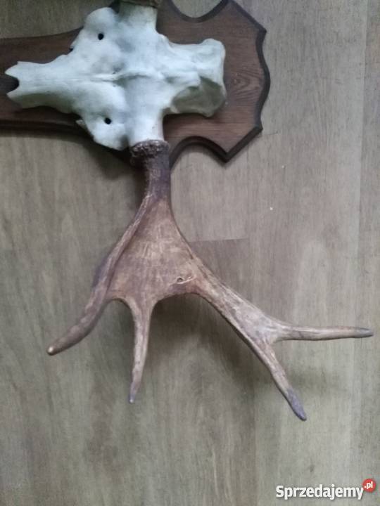 Rogi Poroże Łosia inny kolor