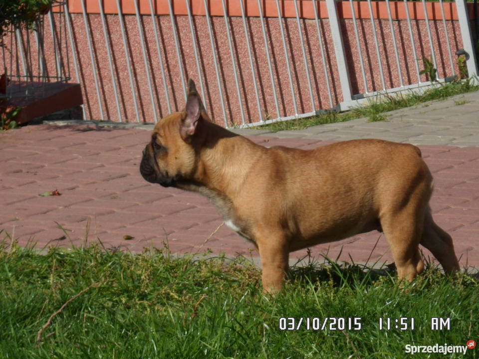 Buldog Buldożek Francuski rod FCI ZKwP Świdnik