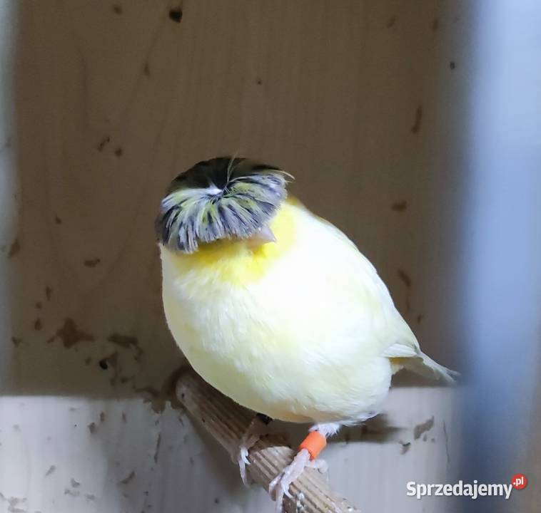 Kanarek kanarki glostery pary Kępno