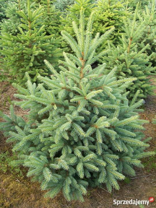 Świerk srebrny choinki cięte z plantacji 170200 Olsztynek