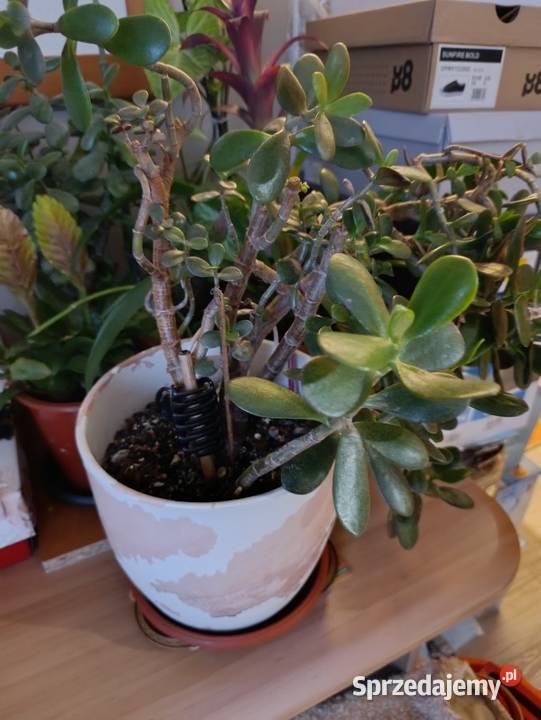 drzewko szczęścia pieniężne grubosz jajowaty wielkopolskie Poznań sprzedam