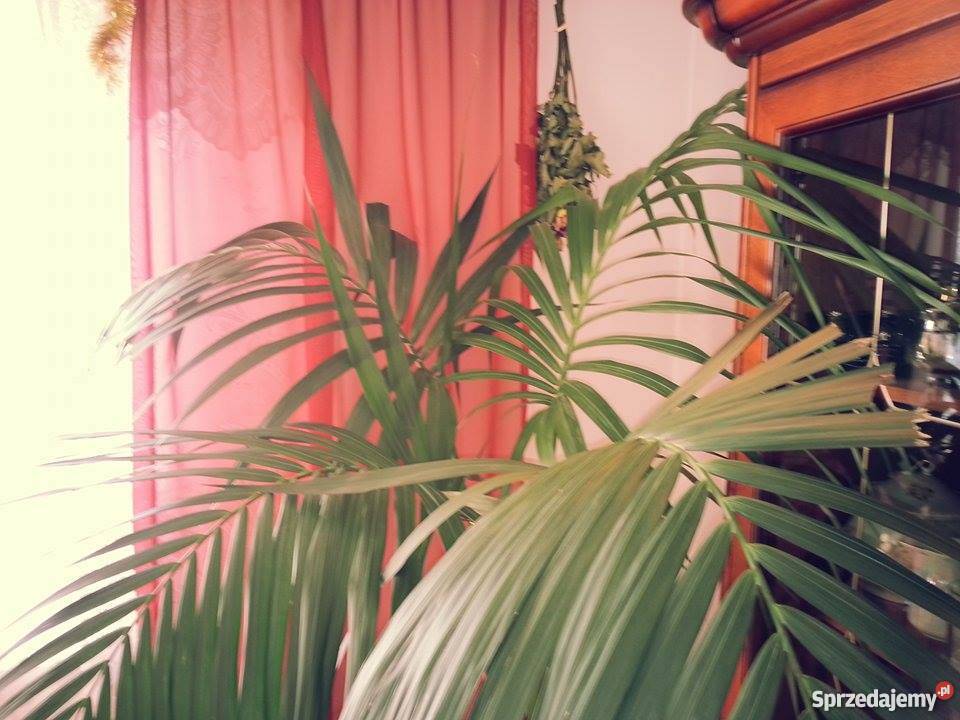 Palma kencja Howea Nowe Wrońska