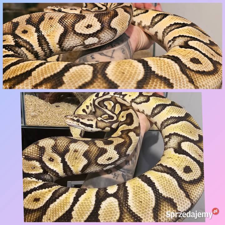 Pyton królewski samica leopard pastel Koszalin