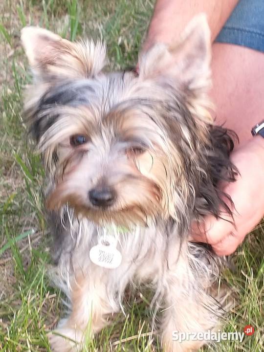 miesięczny york już samodzielny odchowany Wrocław