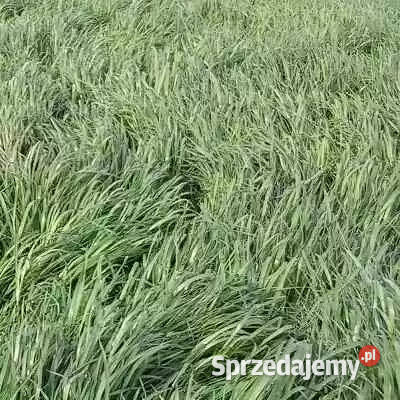 Wydzierżawię łąkę Ludkowo