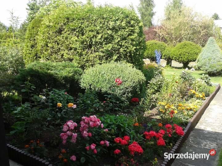 Sprzeda prawo do działki ROD Kajetany mazowieckie