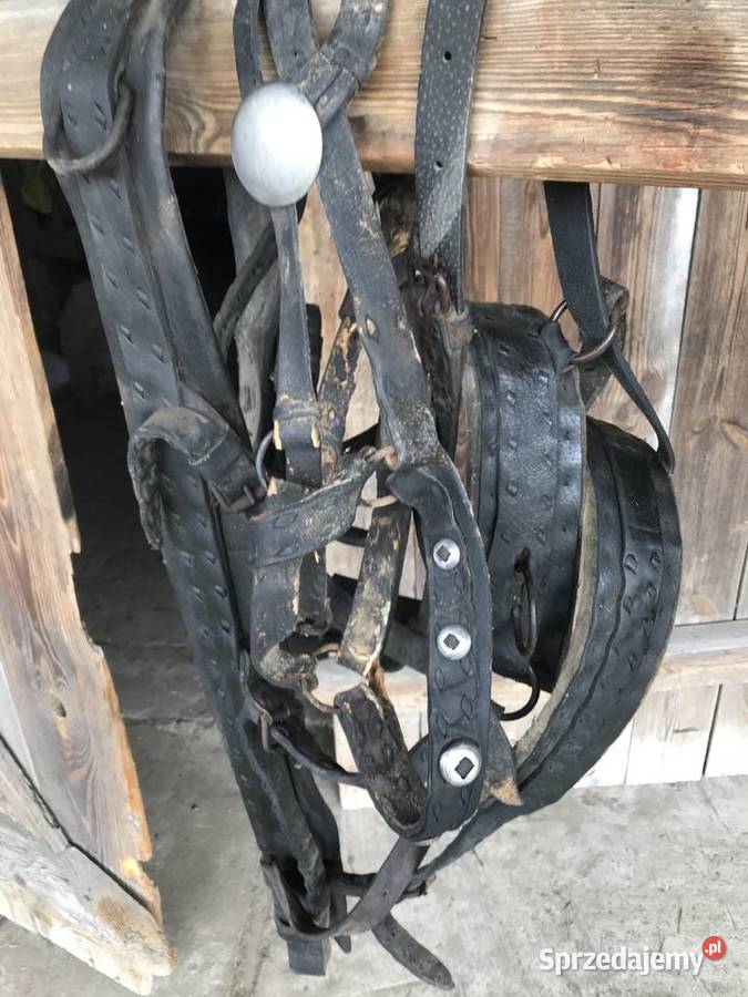 Chomąto i uprząż konia Dla koni świętokrzyskie Wólka Bałtowska