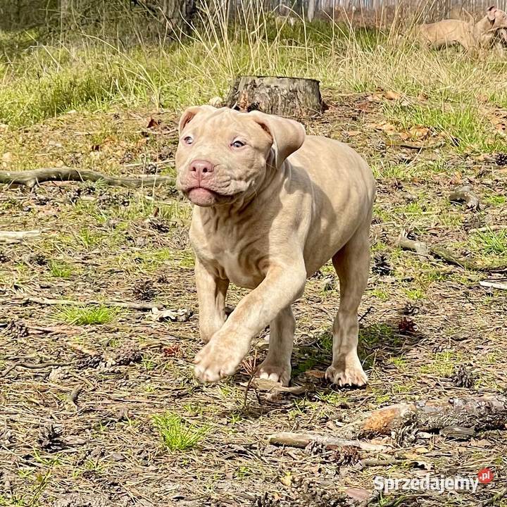 Geisha American pit bull Terrier Opole