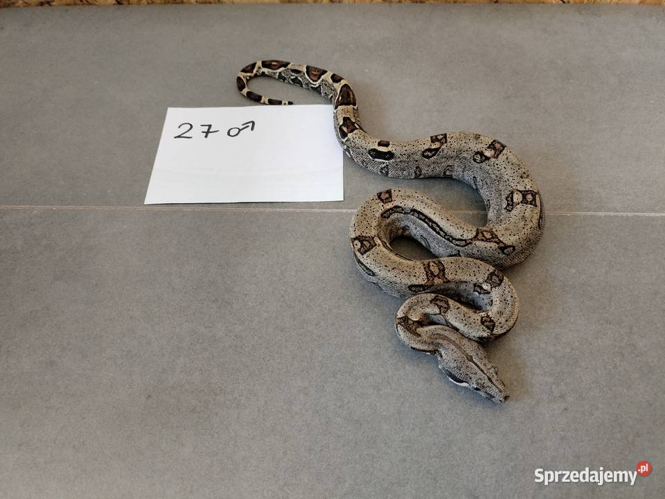 Młode boa cesarskie cb26 sprzedam