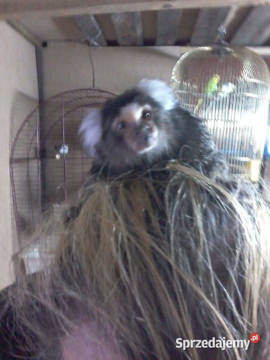 Małpka mini uistiti białoucha Iława