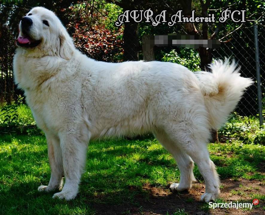 Owczarek Podhalański szczeniaki Ch i JWW17 Chęciny