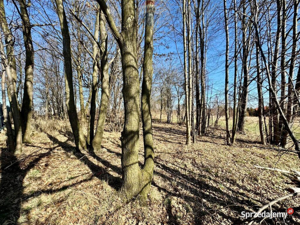 Działka budowlanousługowa Radlin Biertułtowy asfalt Sprzedaż Sprzedaż
